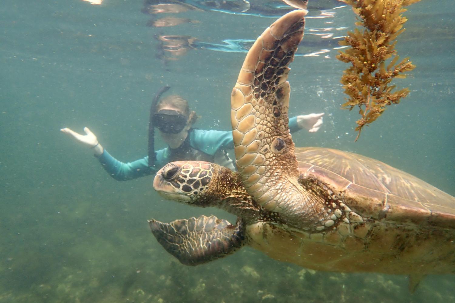 一名<a href='http://k9q.spreadcrushers.com'>bv伟德ios下载</a>学生在Galápagos群岛游学途中与一只巨龟游泳.